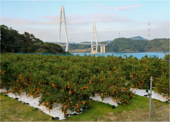 橋とみかん園